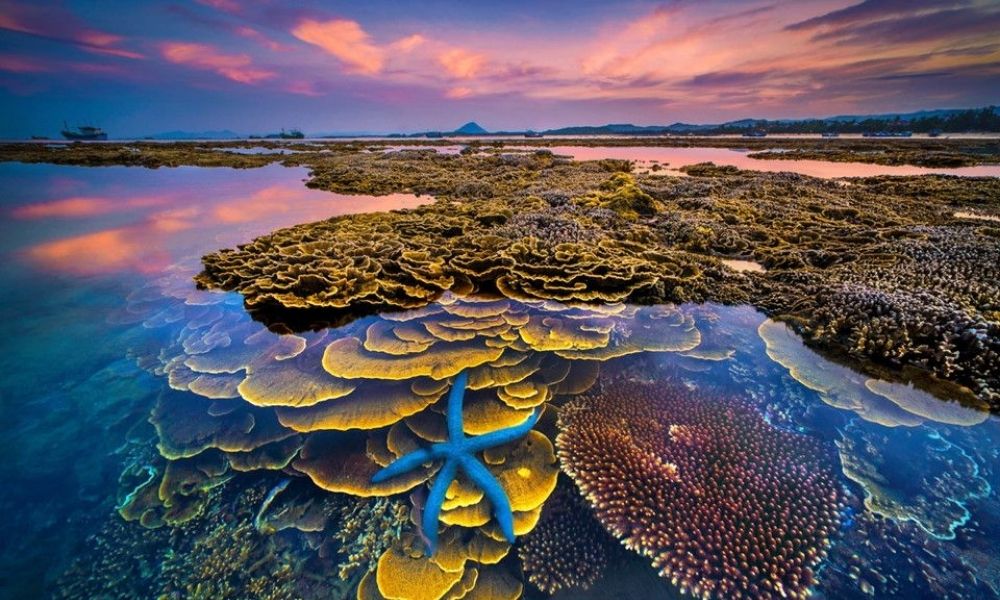 San hô tại Hòn Yến